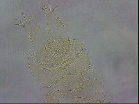 Echiniscus wendti image