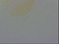 Echiniscus wendti image