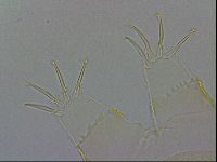 Echiniscus wendti image