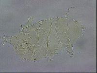 Echiniscus wendti image