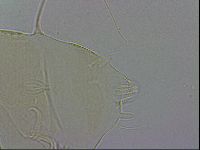 Echiniscus wendti image