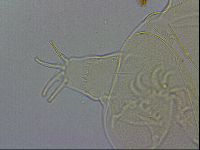 Echiniscus wendti image