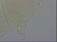 Echiniscus wendti image
