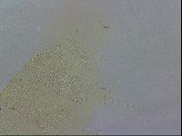 Echiniscus wendti image