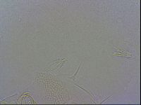 Echiniscus wendti image