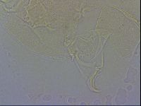 Echiniscus wendti image