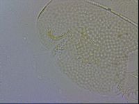 Echiniscus wendti image