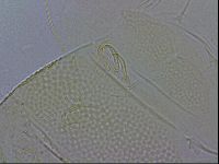 Echiniscus wendti image