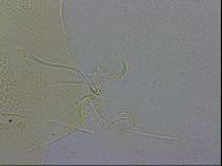 Echiniscus wendti image
