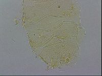 Echiniscus wendti image