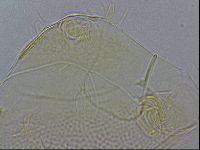 Echiniscus wendti image