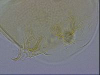 Echiniscus wendti image