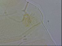 Echiniscus wendti image