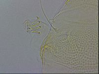 Echiniscus wendti image