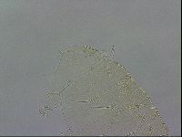 Echiniscus wendti image