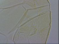 Echiniscus wendti image