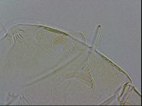 Echiniscus wendti image