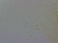 Echiniscus wendti image