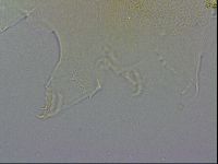Echiniscus wendti image