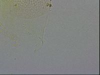 Echiniscus wendti image