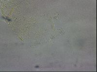 Echiniscus wendti image