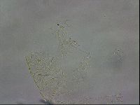 Echiniscus wendti image