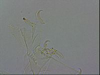 Echiniscus wendti image