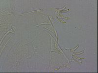 Echiniscus wendti image