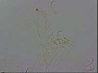 Echiniscus wendti image