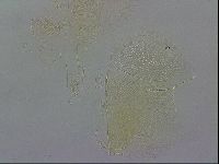 Echiniscus wendti image