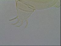 Echiniscus wendti image