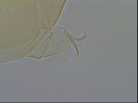 Echiniscus wendti image