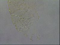 Echiniscus wendti image