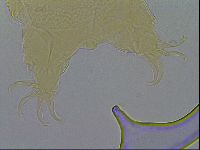 Echiniscus wendti image