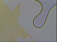 Echiniscus wendti image
