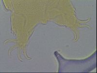 Echiniscus wendti image