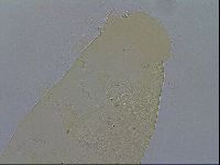 Echiniscus wendti image