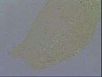 Echiniscus wendti image