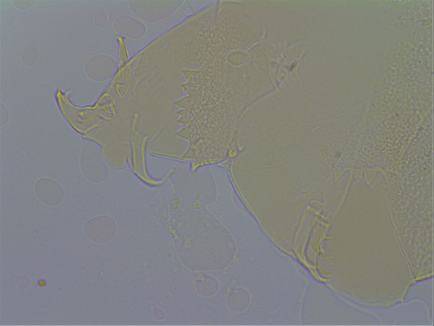 Echiniscus wendti image