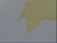 Echiniscus wendti image