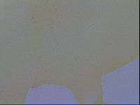 Echiniscus wendti image