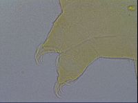 Echiniscus wendti image