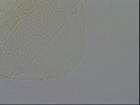Echiniscus testudo image