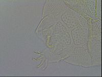 Echiniscus testudo image