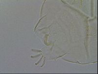 Echiniscus testudo image