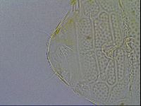 Echiniscus testudo image