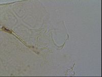 Echiniscus testudo image