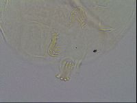 Echiniscus testudo image
