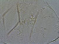 Echiniscus testudo image