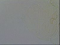 Echiniscus testudo image